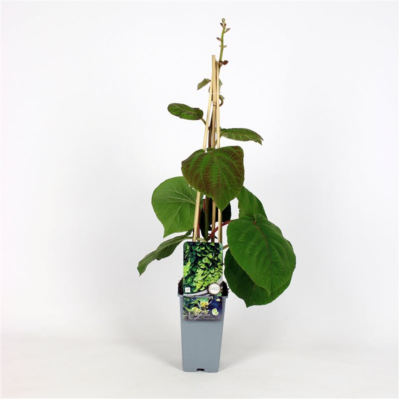 Actinidia chinensis 'Minkigold' - C2 70/+ CM